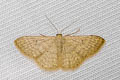 Scopula actuaria