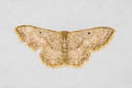 Scopula actuaria