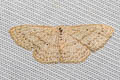 Scopula actuaria