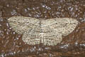 Scopula desita