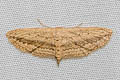 Scopula emissaria