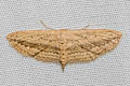 Scopula emissaria