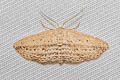 Scopula emissaria