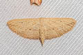 Scopula emissaria