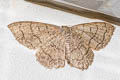 Scopula mecysma