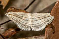 Scopula opicata