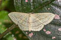 Scopula parodites