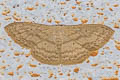 Scopula parodites