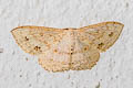 Scopula rufistigma