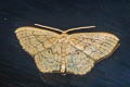 Scopula sp.