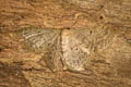 Scopula sp.