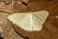 Scopula sp.