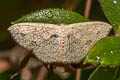 Scopula sp.