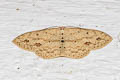 Scopula walkeri