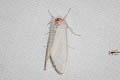 Sphrageidus similis