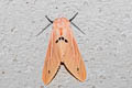 Spilarctia bipunctata