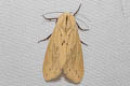 Spilarctia bisecta