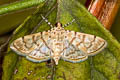 Spilomelinae sp.