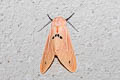 Spilosoma comma