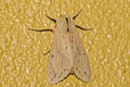 Spilosoma obliqua