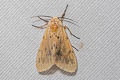 Spilosoma ummera 