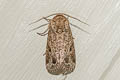 Dark Mottled Willow Spodoptera cilium 