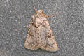 Dark Mottled Willow Spodoptera cilium 