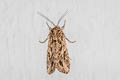 Oriental Leafworm Moth Spodoptera litura