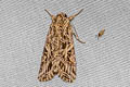 Oriental Leafworm Moth Spodoptera litura