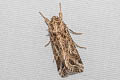 Oriental Leafworm Moth Spodoptera litura