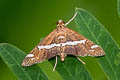 Hawaiian Beet Webworm Moth Spoladea recurvalis
