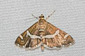 Hawaiian Beet Webworm Moth Spoladea recurvalis