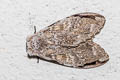 Stauroplitis apicalis