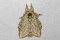 Stauropus camilla