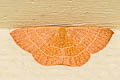 Sterrhinae sp.