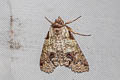 Stictoptera macromma