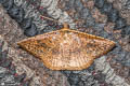 Striglina castaneata