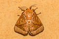 Susica sp.