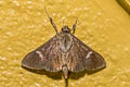 Syllepte sp.