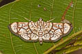 Syllepte straminalis