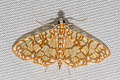 Variegated Pearl Synclera traducalis 