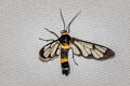 Handmaiden Moth Syntomoides imaon