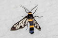 Handmaiden Moth Syntomoides imaon