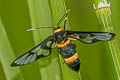 Handmaiden Moth Syntomoides imaon