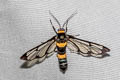 Handmaiden Moth Syntomoides imaon