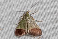 Tegulifera drapesalis