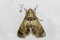 Teliphasa elegans