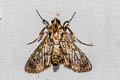 Teliphasa nubilosa