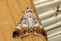 Teliphasa sp.