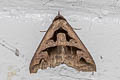 Tephriopis divulsa